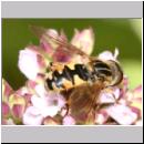 Helophilus pendulus - Gemeine Sumpfschwebfliege 06.jpg